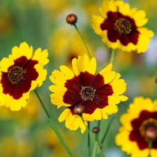 Coreopsis Mix
