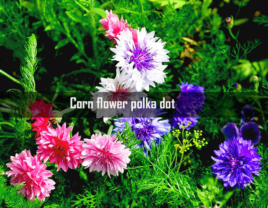 Corn Flower Polka Dot