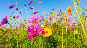 Cosmos Sulphur