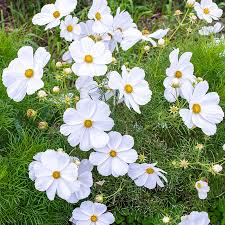 Cosmos White
