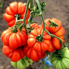 Costeluto Tomato