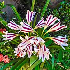 Crinum Lilly Bulb