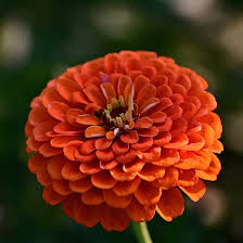 Zinnia Dahlia Red Mix