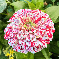 Zinnia Candy Stripe Mix