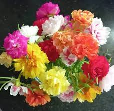 Portulaca Cutting
