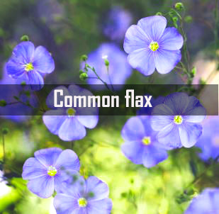 Common Flax