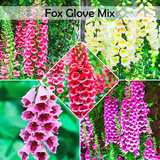 Fox Glove