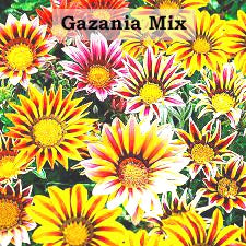 Gazania Sunshine