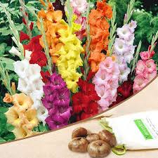 Gladulous Bulb | 10 Bulb Deal