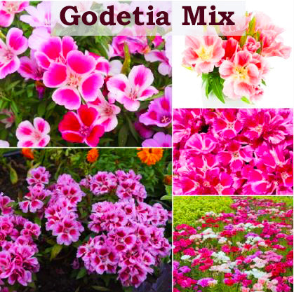 Godetia Flower