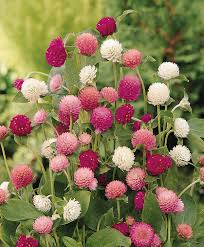 Gomphrena Mix