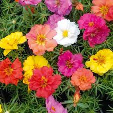 Portulaca Grandiflora Mix