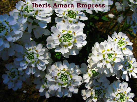 Iberis Amara