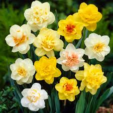 Daffodils Bulb