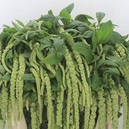 Amaranthus Green