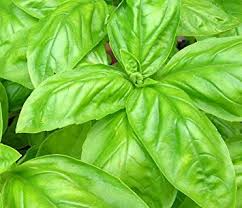 Italian Basil Sweet