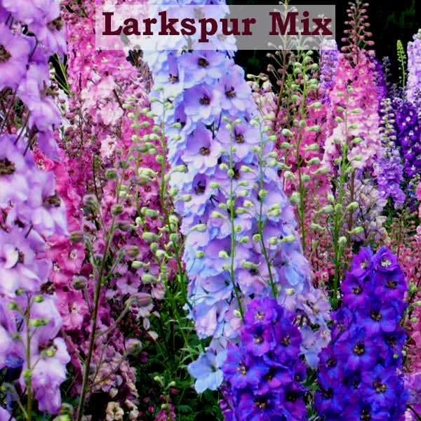 Larkspur Mix