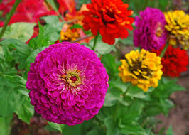 Zinnia Lilliput Mix