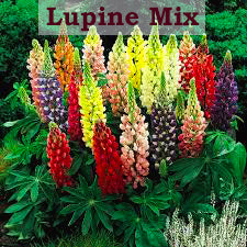 Lupine Mix
