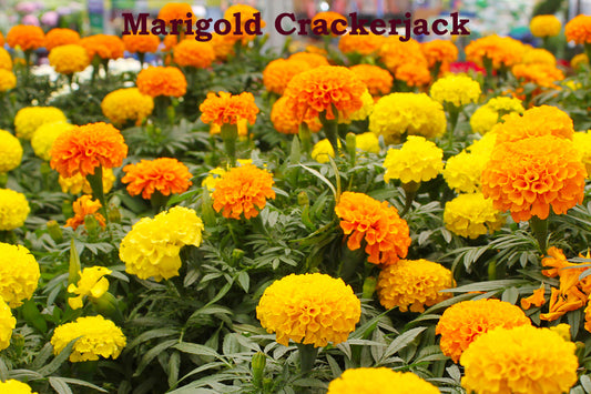 Marigold 3 color