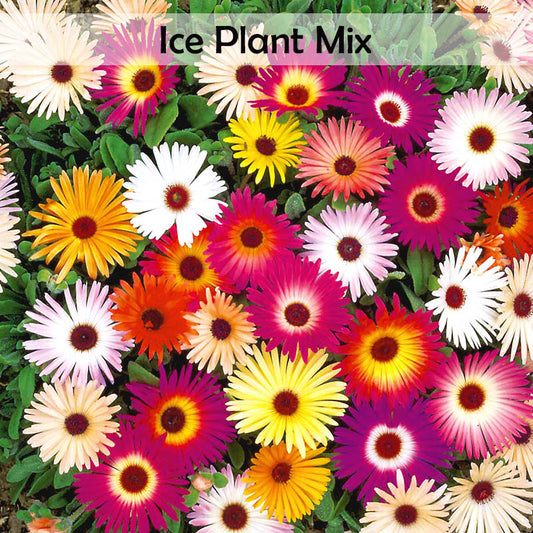 ICe_Plant Mix Color