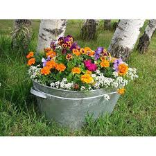 Mixture of Rockeries Flower
