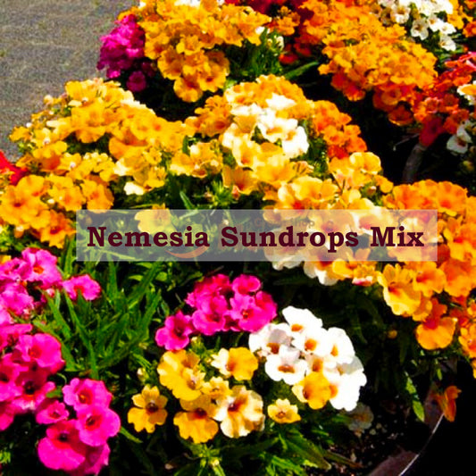 Nemesia Mix