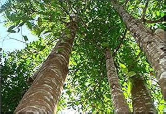Agarwood Plant seeds