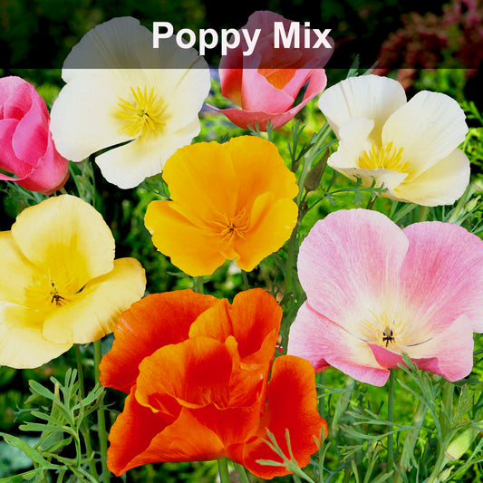 Poppy  Flower Mix