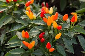 Ornamental pepper