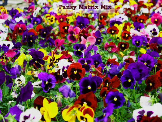 Pansy Mix