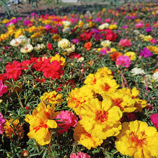 Portulaca Sunny Boys Mix