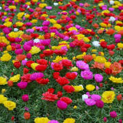 Portulaca Sundial Mix