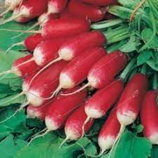 Rabano Radish