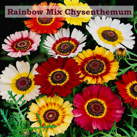 Rainbow Chrysenthemum Mix