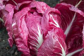 Rosa Chicory