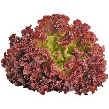 Rossa Lettuce