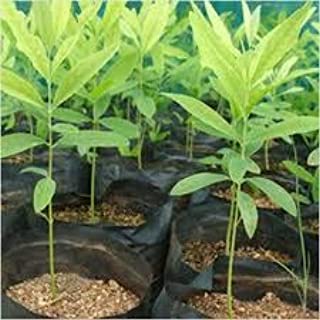 Sandal plant Seeds