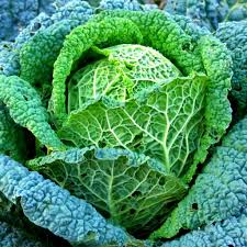 Savoy Cabbage