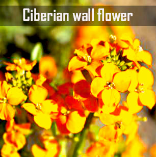 Ciberian Wall Flower