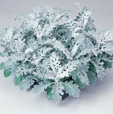 Silver dust Flower