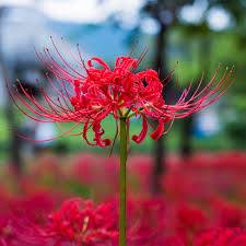 Spider Lilly