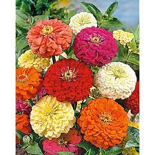 Zinnia Super Yoga Mix