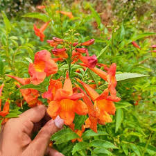 Tecoma Vine Plant