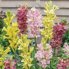 Tuberose