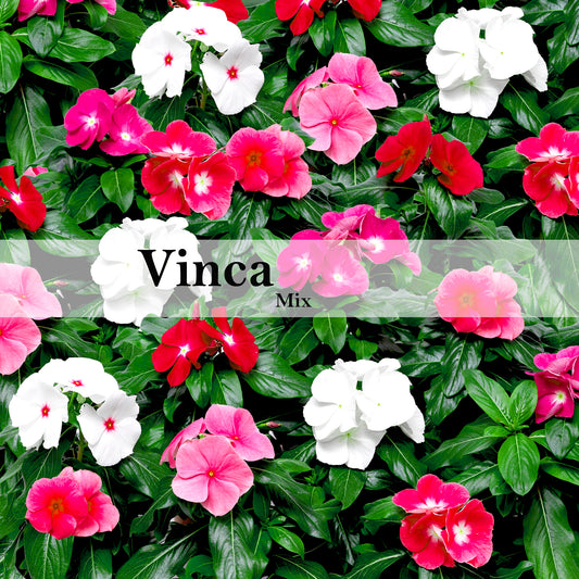Vinca Mix Color