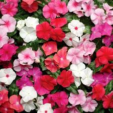Vinca Mix