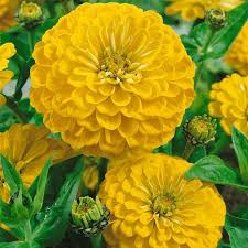 Zinnia Dahlia Yellow