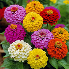 Zinnia California Giant Mix