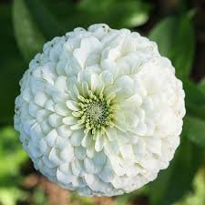 Zinnia Dahlia White